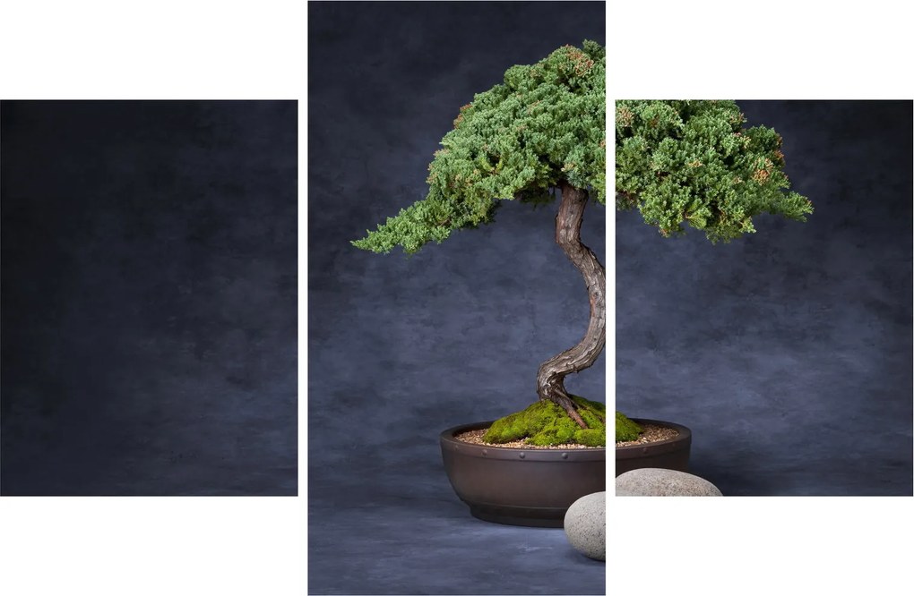 Tablou - Bonsai (90x60 cm)