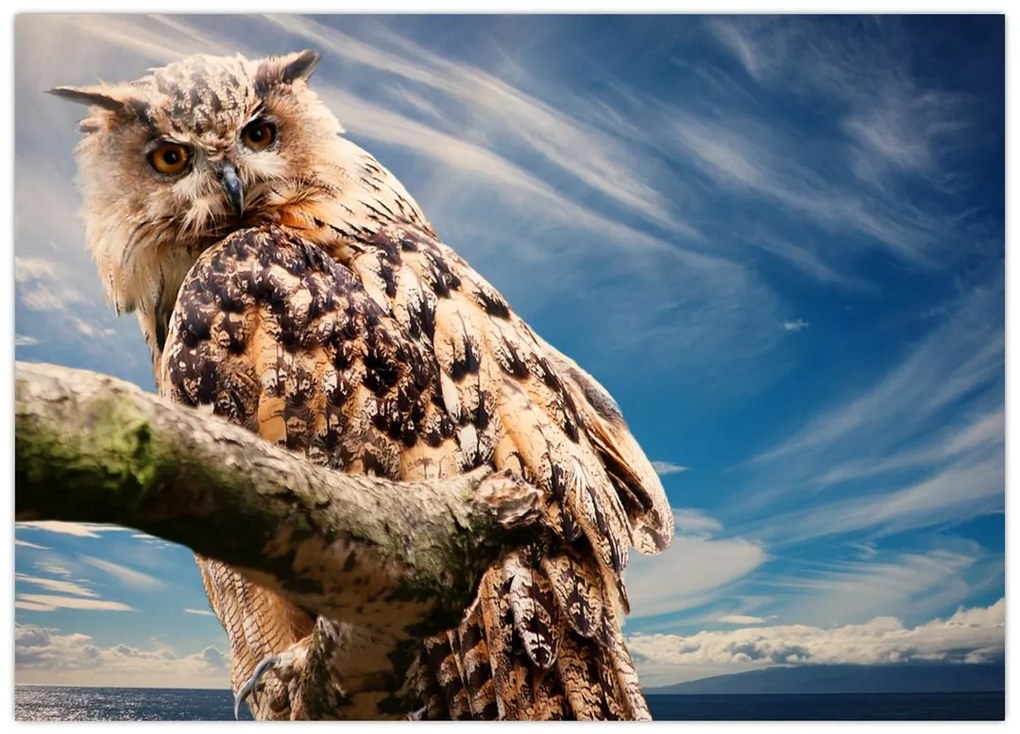 Tablou pe sticlă - Bufniță (70x50 cm)