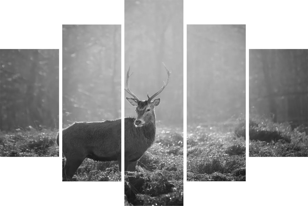 Tablou - Căprioare in pădure,alb-negru (150x105 cm)