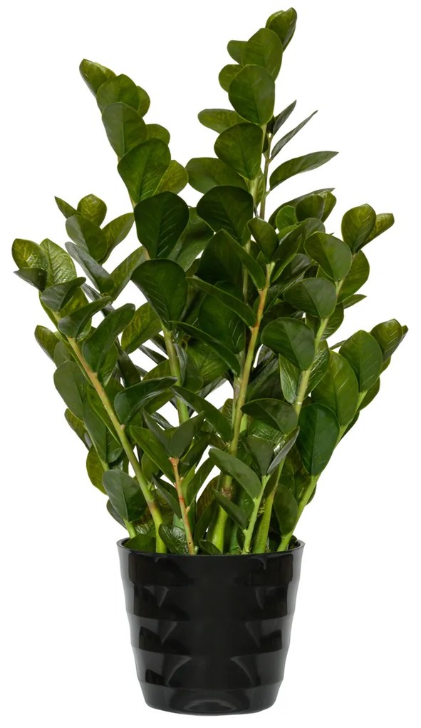 Planta artificială realistă Zamiokulkas - Ghivece de ceramică