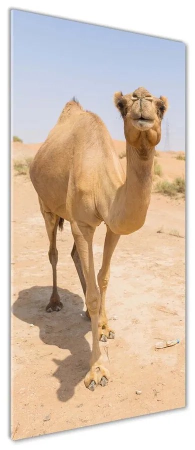 Tablou sticlă acrilică Camel în deșert