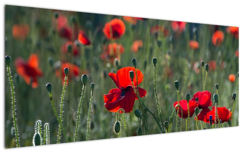 Tablou - Lunca cu maci (120x50 cm)