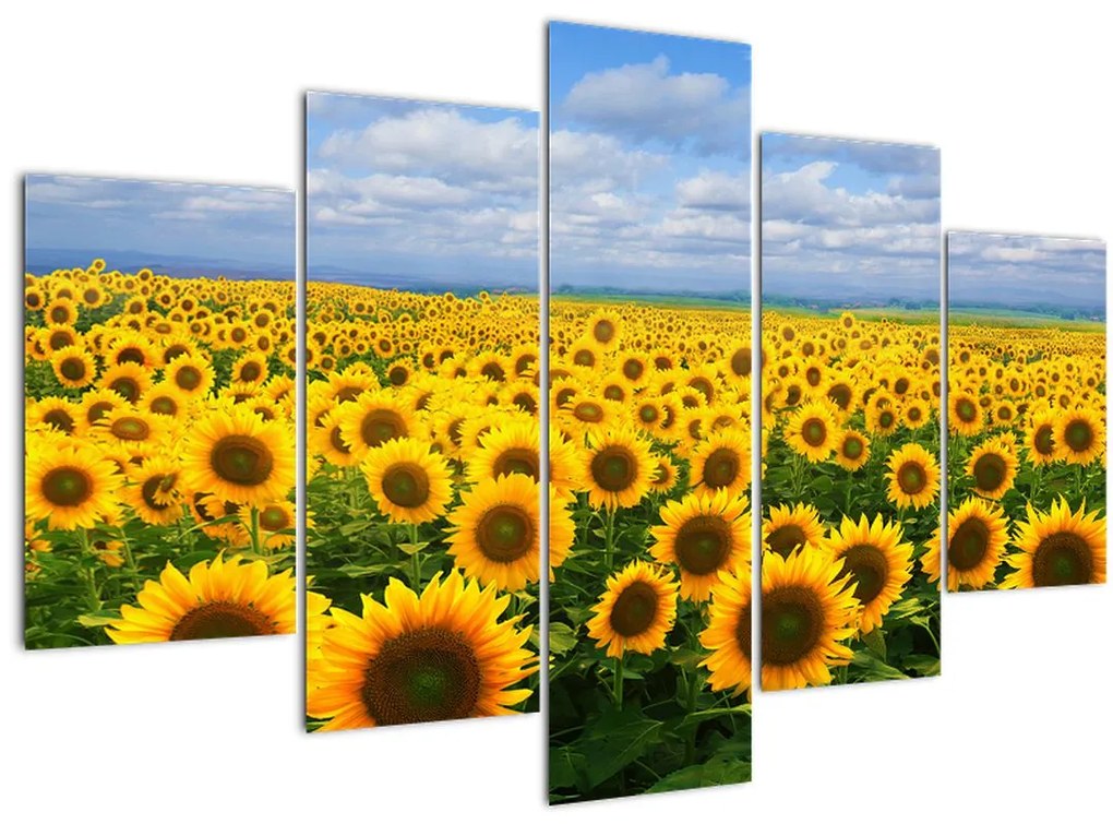 Tablou cu lan de floarea soarelui (150x105 cm)