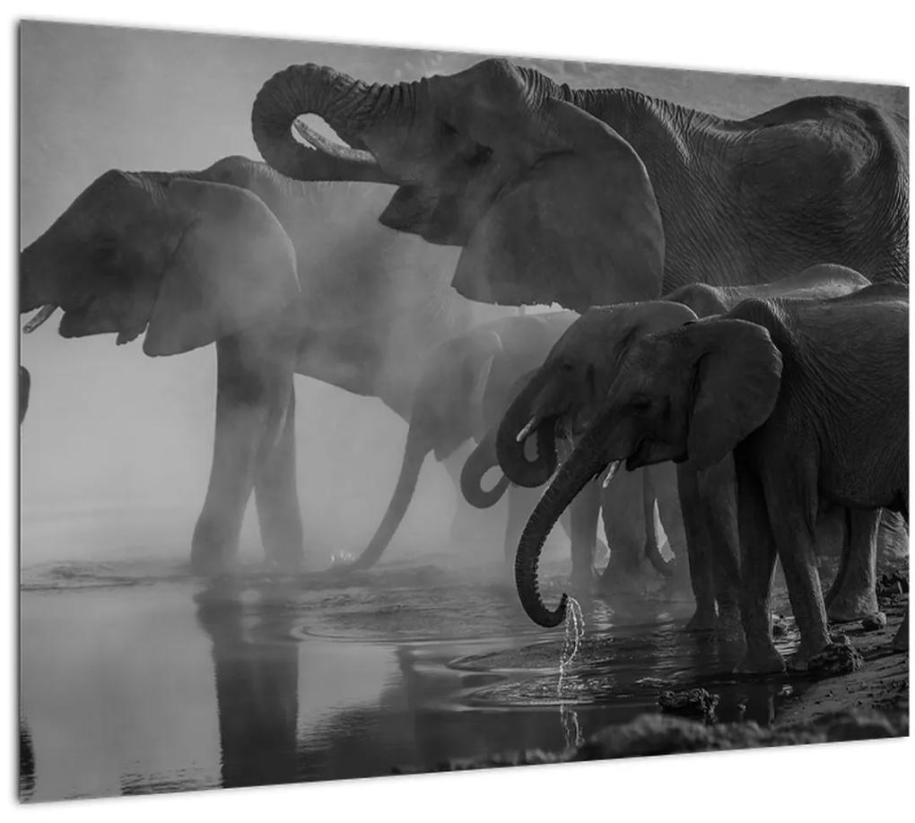 Tablou cu elefanți - albnegru (70x50 cm), în 40 de alte dimensiuni noi