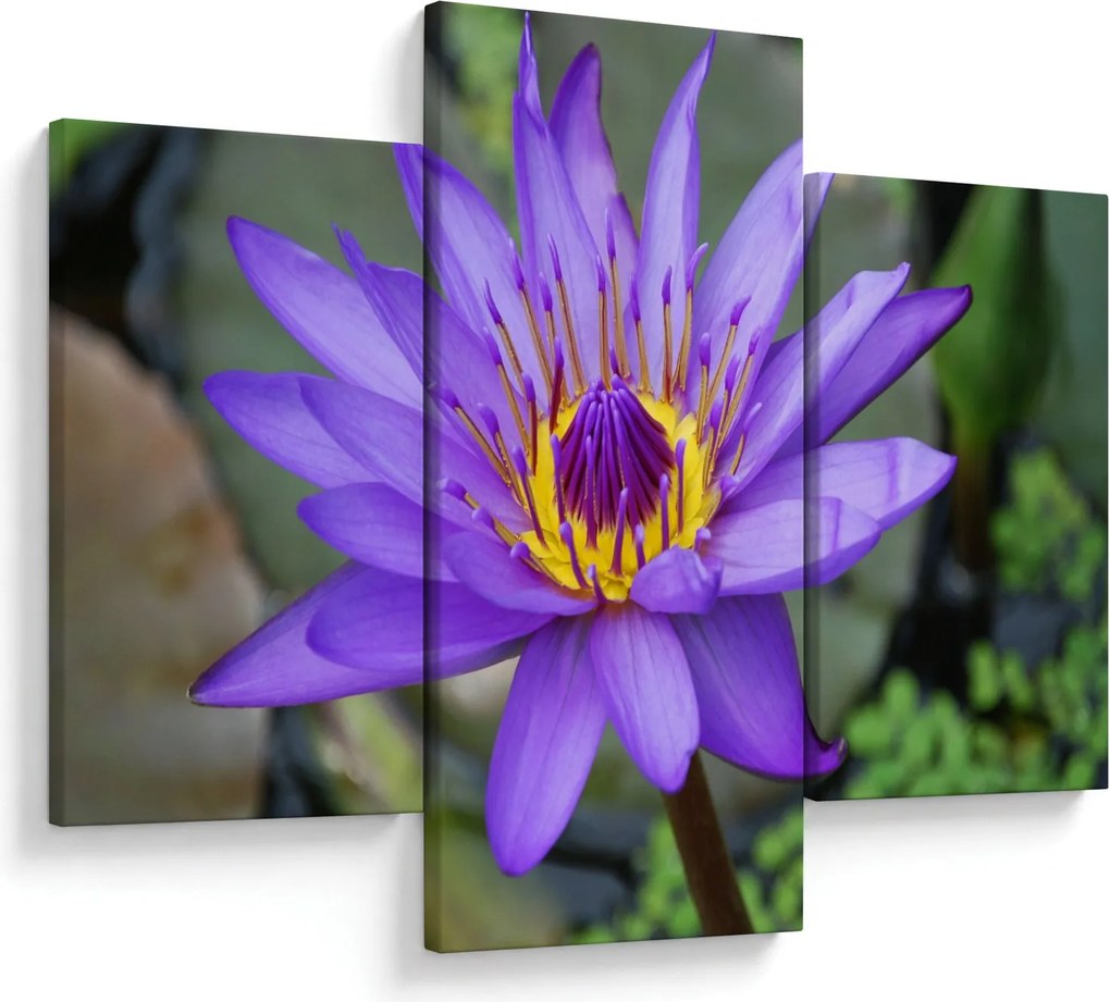 Tablou - Floare violet (90x60 cm)