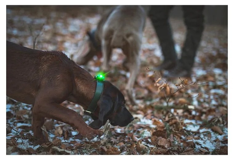 Lanternă LED pentru zgardă Green – Orbiloc