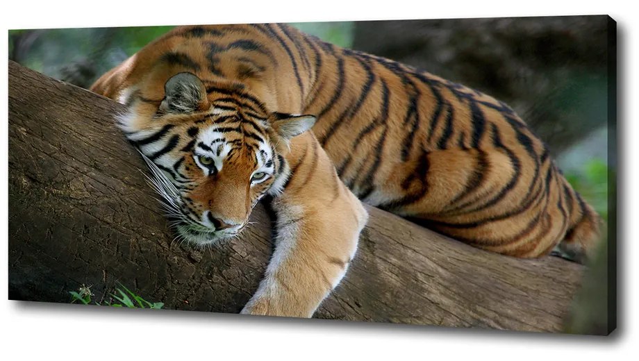 Tablou pe pânză Tiger pe un copac