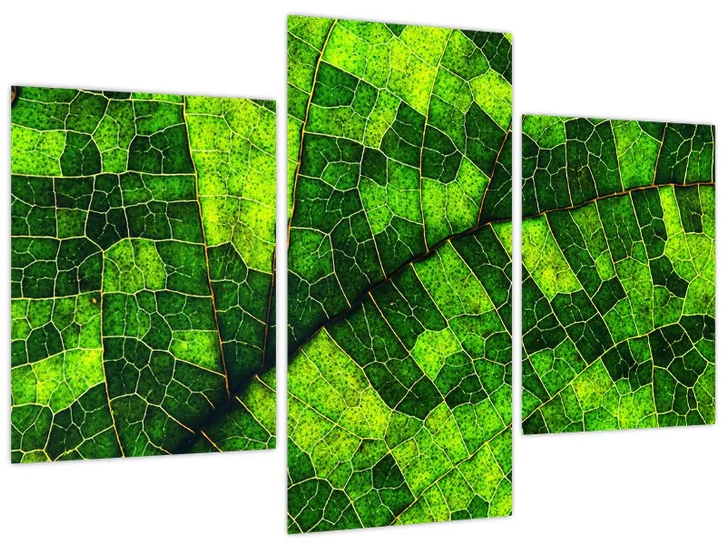 Tablou - Detaliu frunze (90x60 cm)