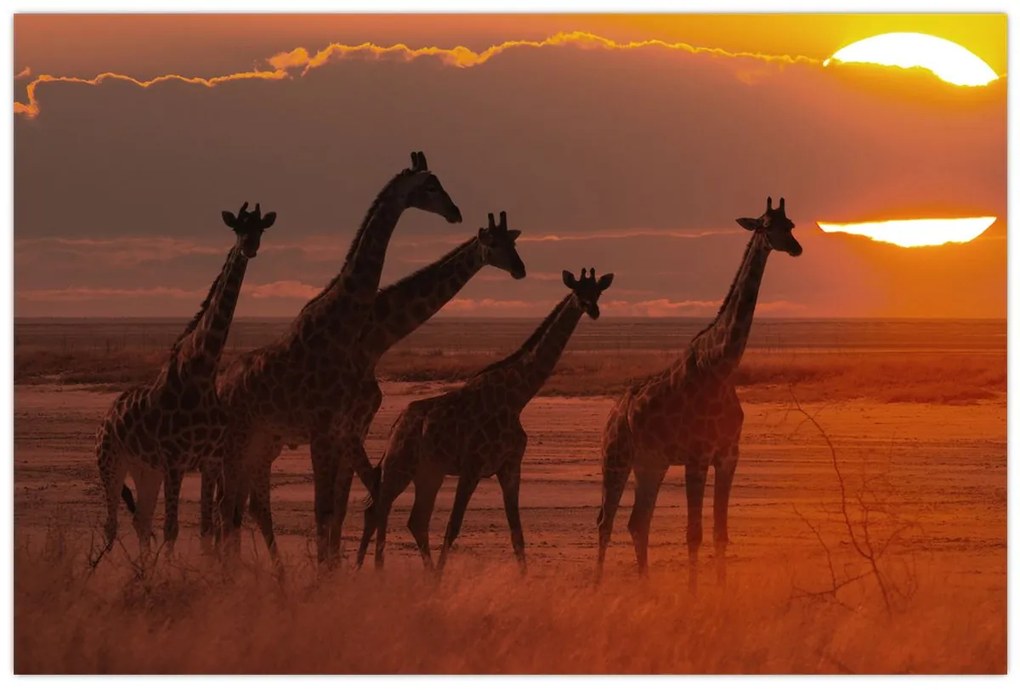 Tablou - Girafe în savana africană (90x60 cm)