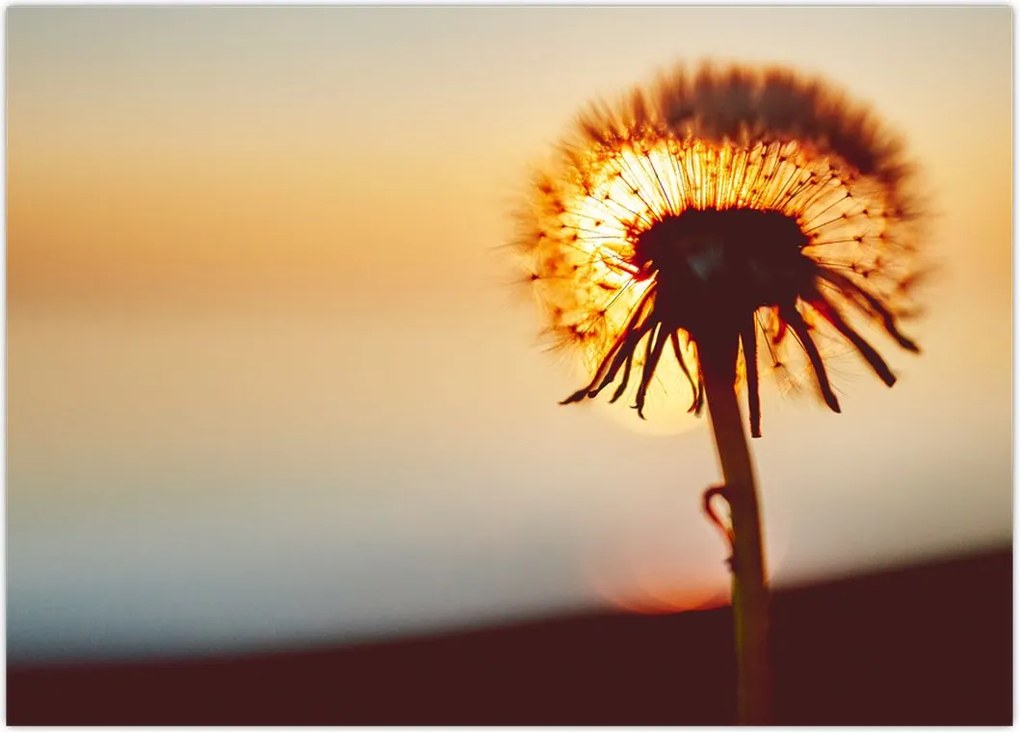 Tablou - Păpădie la apus de soare (70x50 cm)