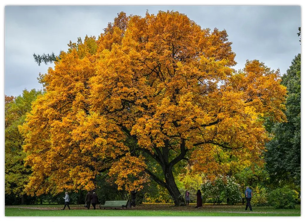 Tablou cu copac (70x50 cm)