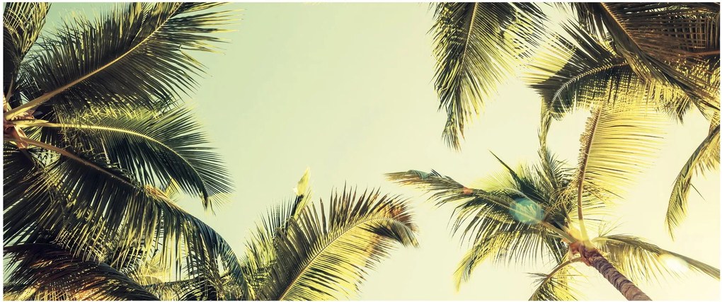 Tablou - Palmieri de cocos (120x50 cm)