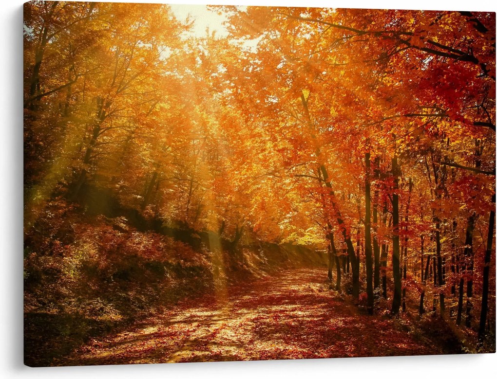 Tablou cu pădurea în toamnă (70x50 cm)