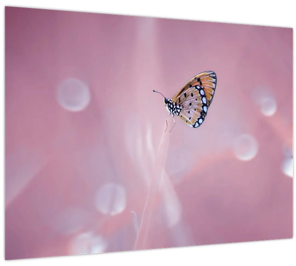 Tablou pe sticlă - Fluturele (70x50 cm)