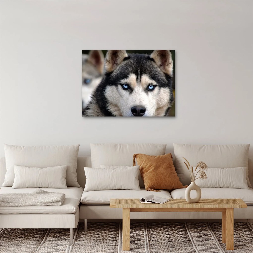 Tablou cu câinele husky (70x50 cm)