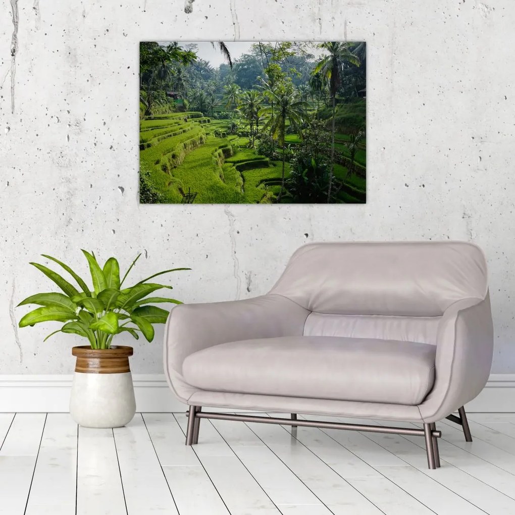 Tablou cu terasele cu orez Tegalalang, Bali (70x50 cm)