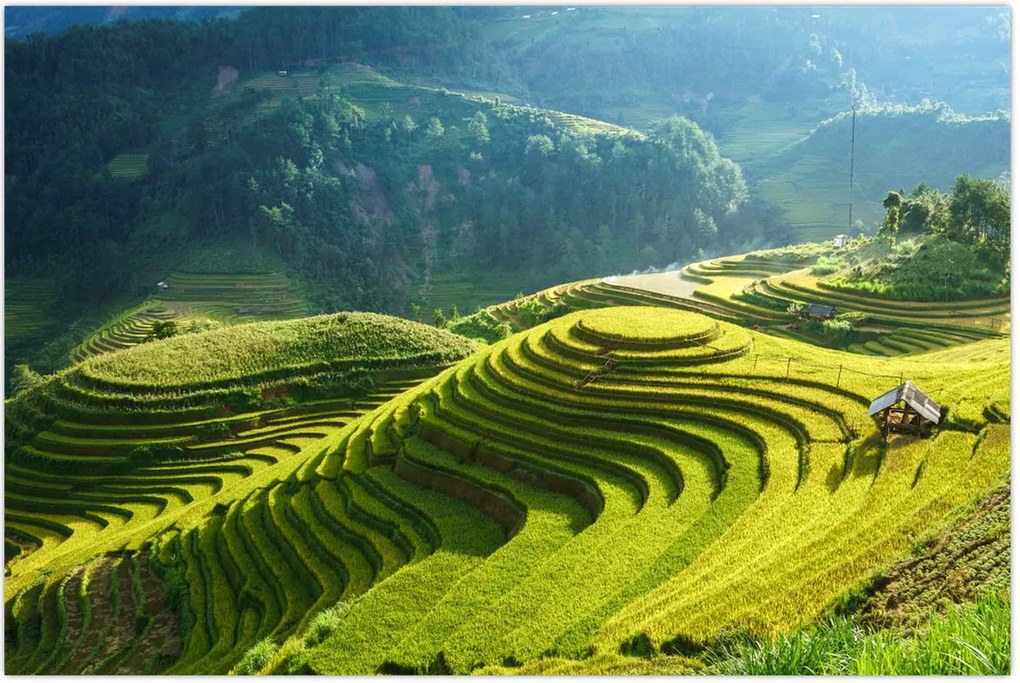 Tablou - Concert Terase de orez (90x60 cm)