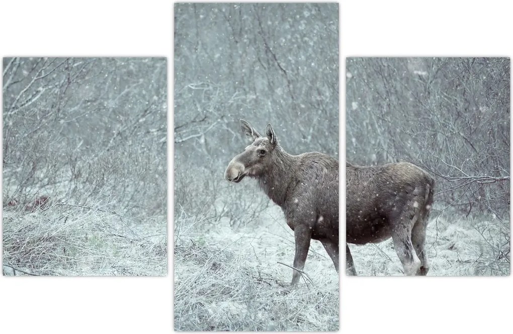 Tablou - Elan într-o pădure înzăpezită (90x60 cm)