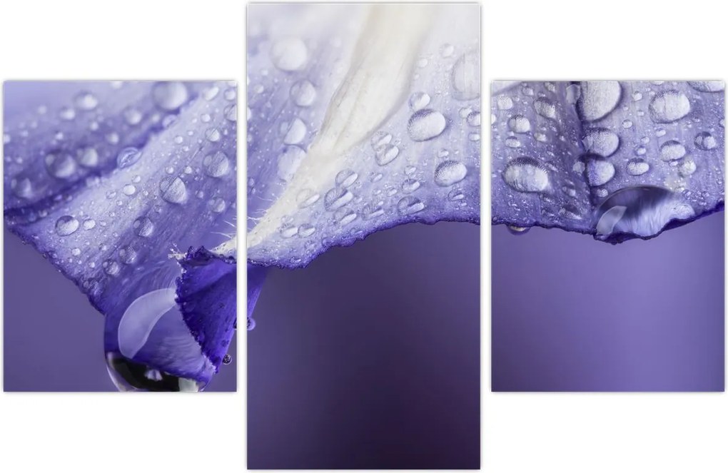 Tablou - Petală cu picături (90x60 cm)