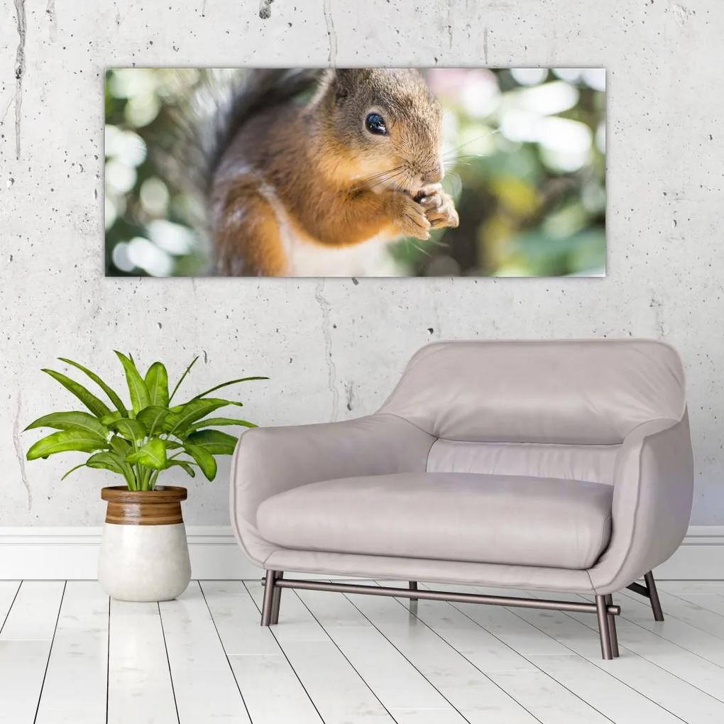 Tablou cu veverița (120x50 cm), în 40 de alte dimensiuni noi
