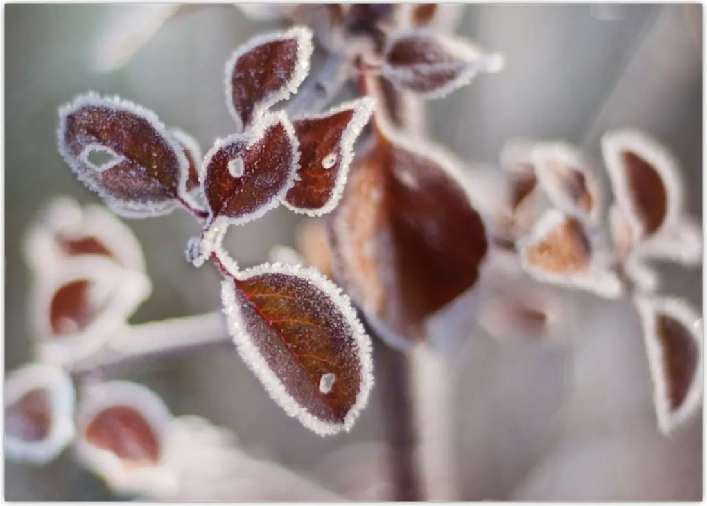 Tablou - Detaliu frunze (70x50 cm)