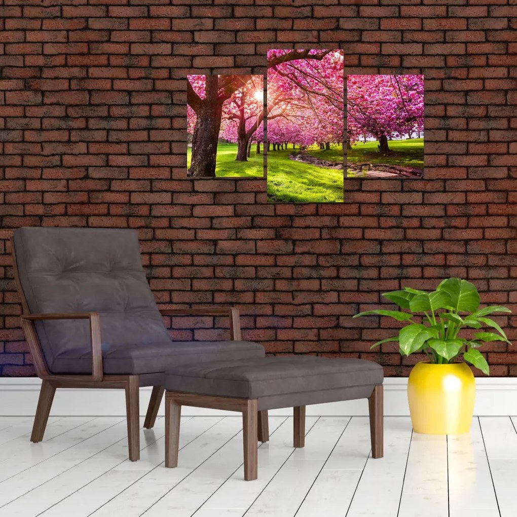 Tablou - Cireși înfloriți, Hurd Park, Dover, New Jersey (90x60 cm)