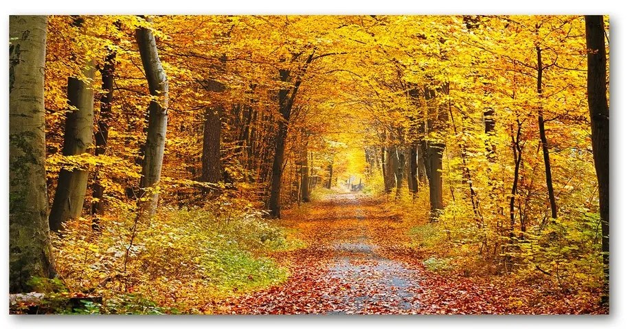 Pictura pe sticlă acrilică Pădure în toamna