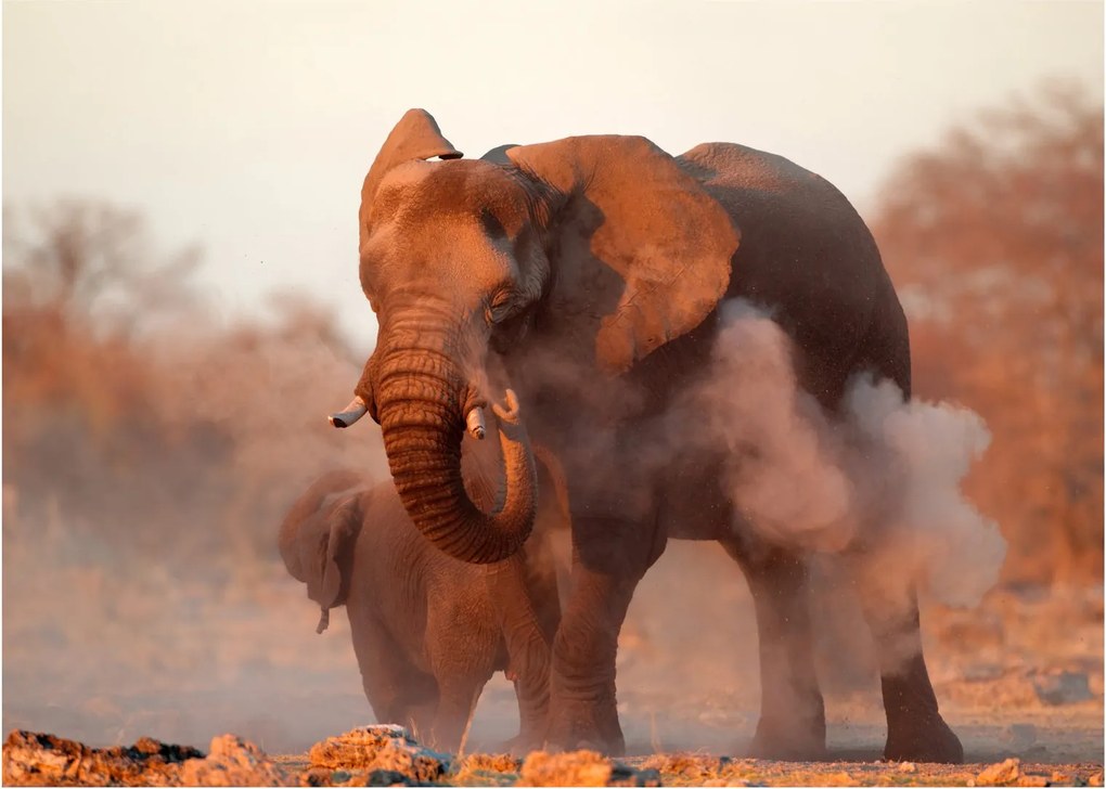 Tablou pe sticlă - Marele elefant african (70x50 cm)
