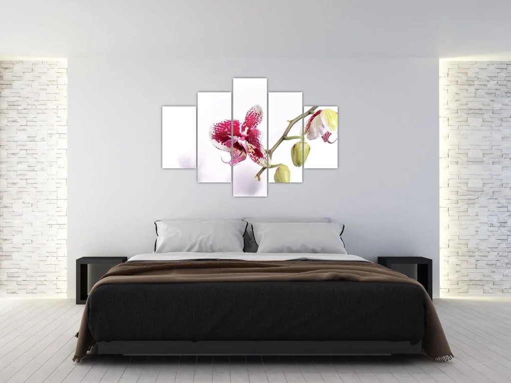 Tablou cu floarea de orhidee (150x105 cm)