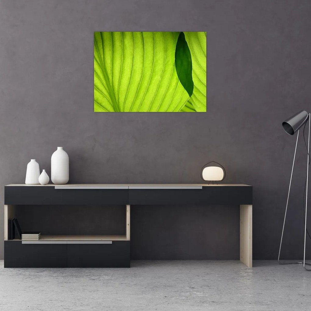 Tablou pe sticlă - Detaliu de frunză verde (70x50 cm)