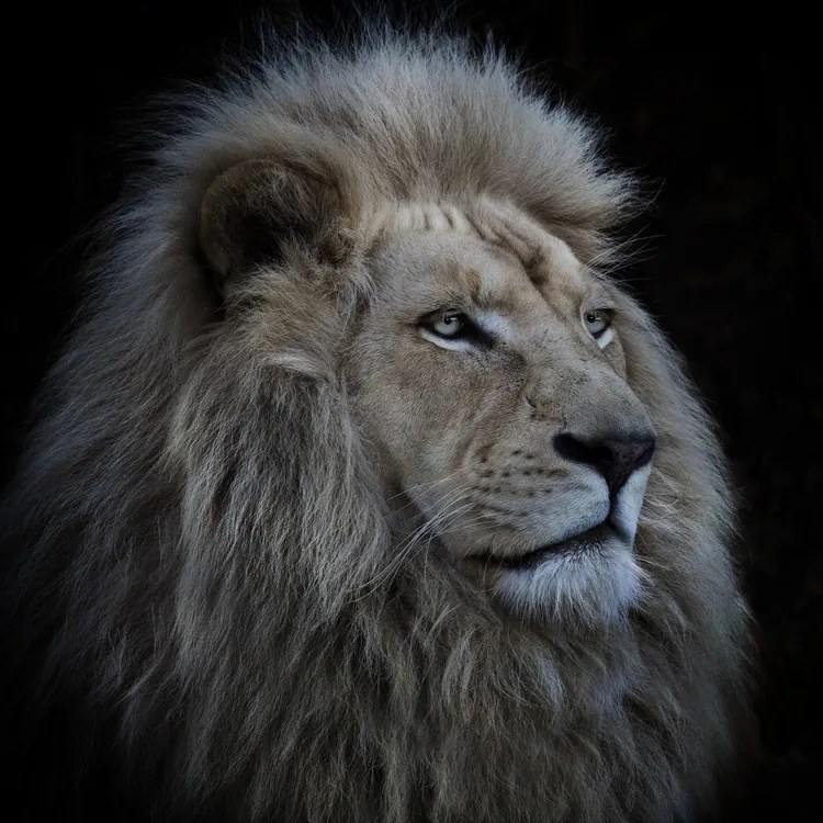 Fotografie Proud Lion, Louise	Wolbers