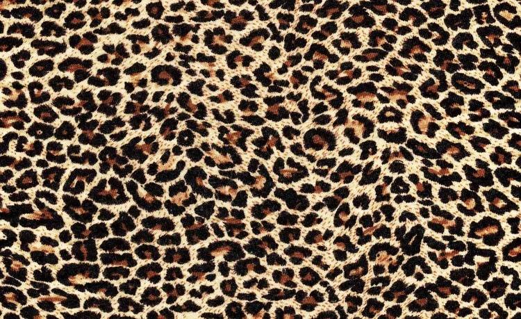 Leopard Fototapet, (91 x 211 cm)