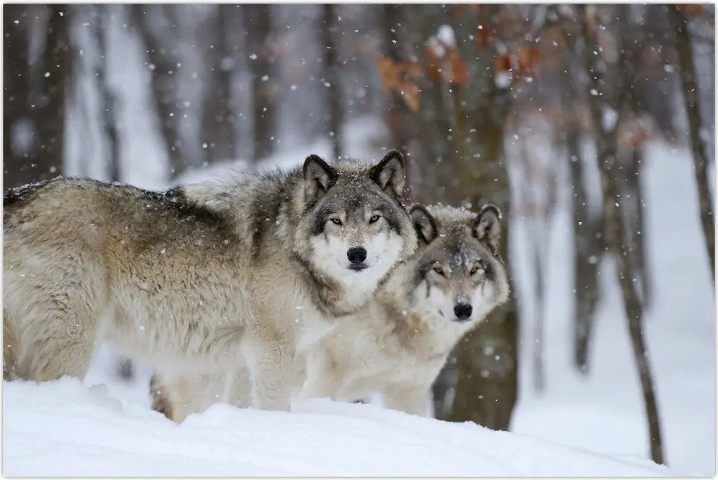 Tablou - Lupii în timpul iernii (90x60 cm)