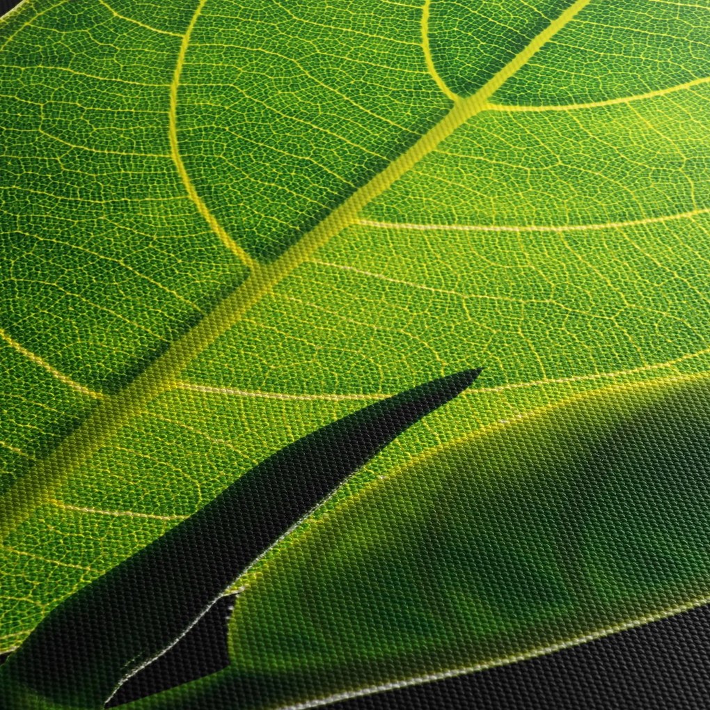 Tablou - frunză verde (150x105 cm)