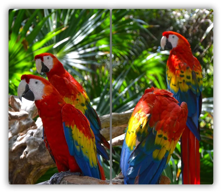 Tocator din sticla macaws papagali