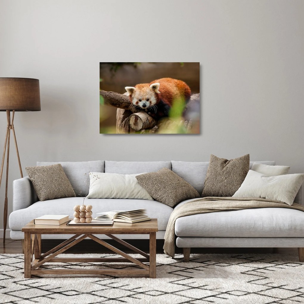 Tablou pe sticlă cu panda roșie (70x50 cm)