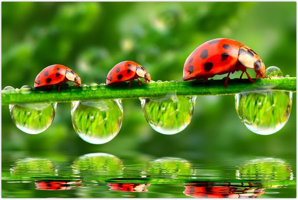 Tablou - Soarele celor șapte sori (90x60 cm)