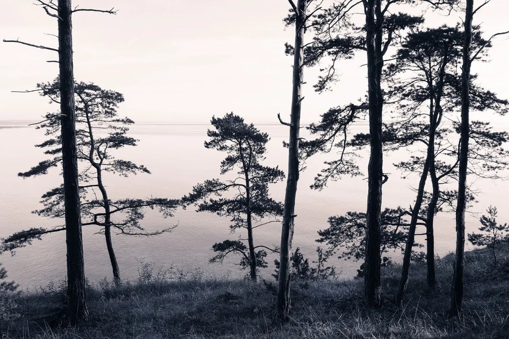 Tapet Old Pine Trees, Rebel Walls