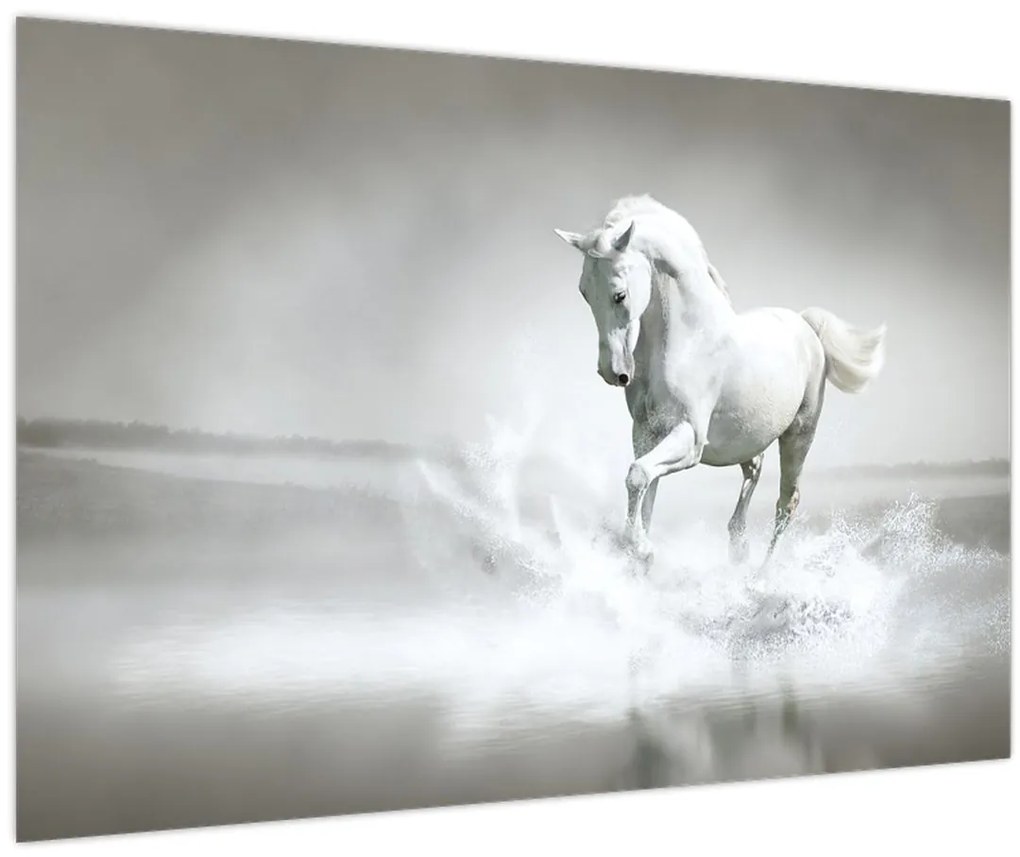 Tablou - Cal alb (90x60 cm)