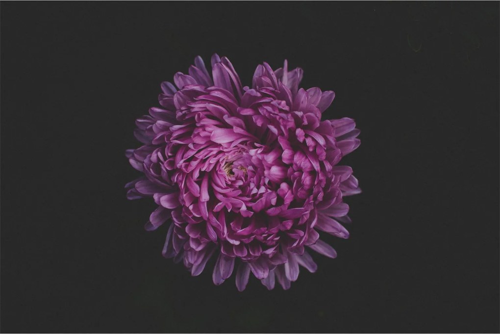 Tablou cu floare violetă (90x60 cm)