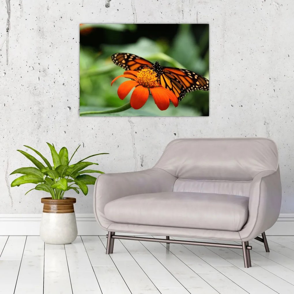 Tablou cu fluture pe floare (70x50 cm)