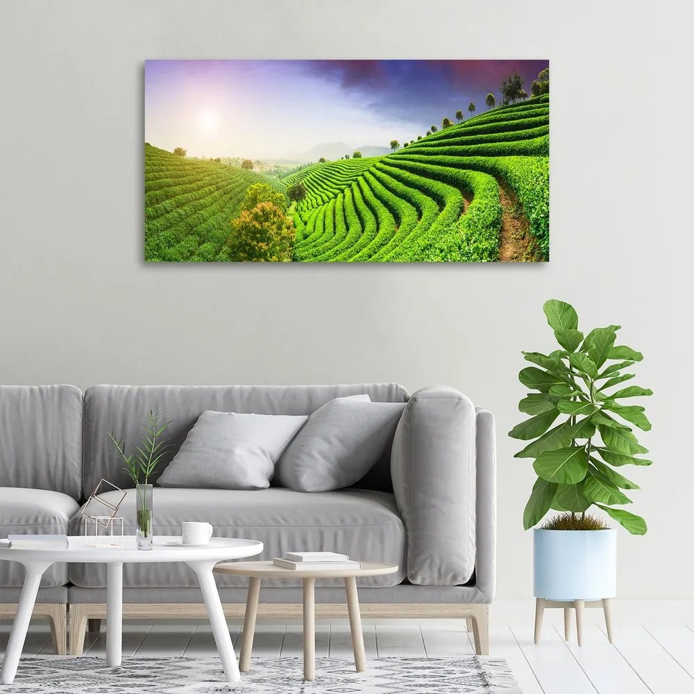 Print pe canvas Plantație de ceai