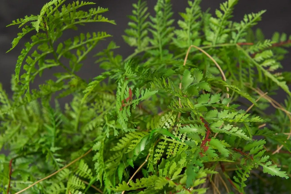 Aranjament floral mediu design LUX GREEN BALL TILL