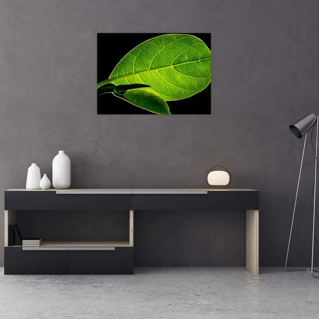 Tablou - frunză verde (70x50 cm)