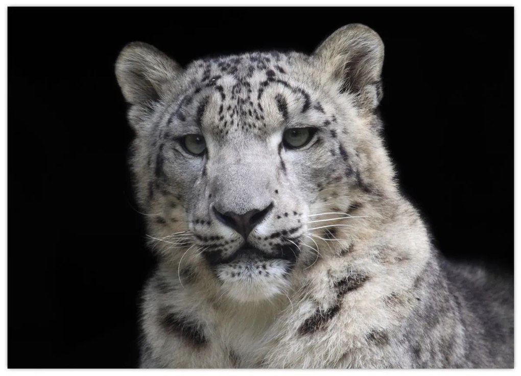 Tablou - Snow Leopard (70x50 cm)