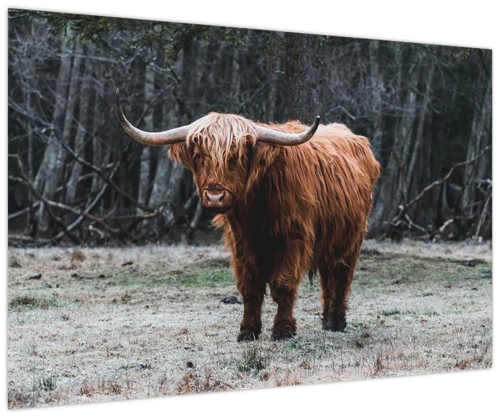 Tablou - Vacă scoțiană 2 (90x60 cm)
