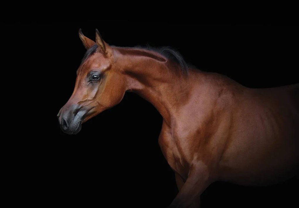 Fototapet - Calul maro pe fundal negru (254x184 cm)