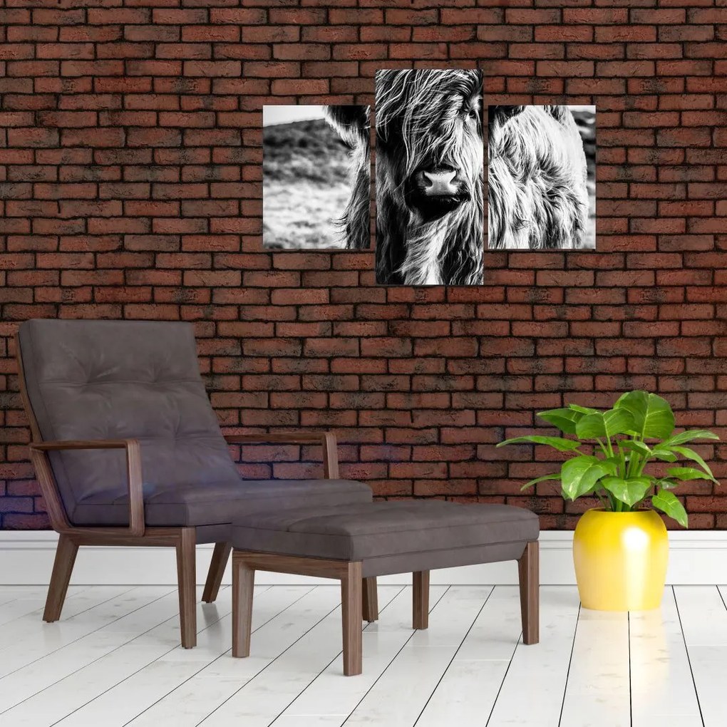 Tablou - Highland - vacă scoțiană (90x60 cm)