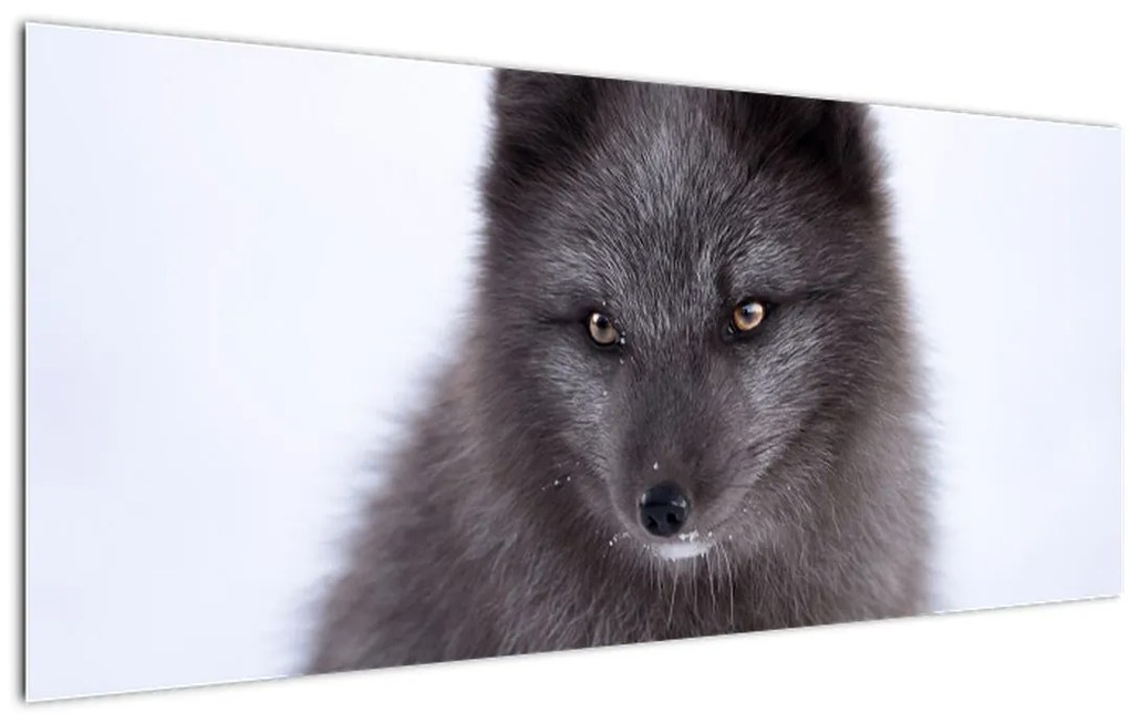 Tablou cu vulpe polară (120x50 cm)