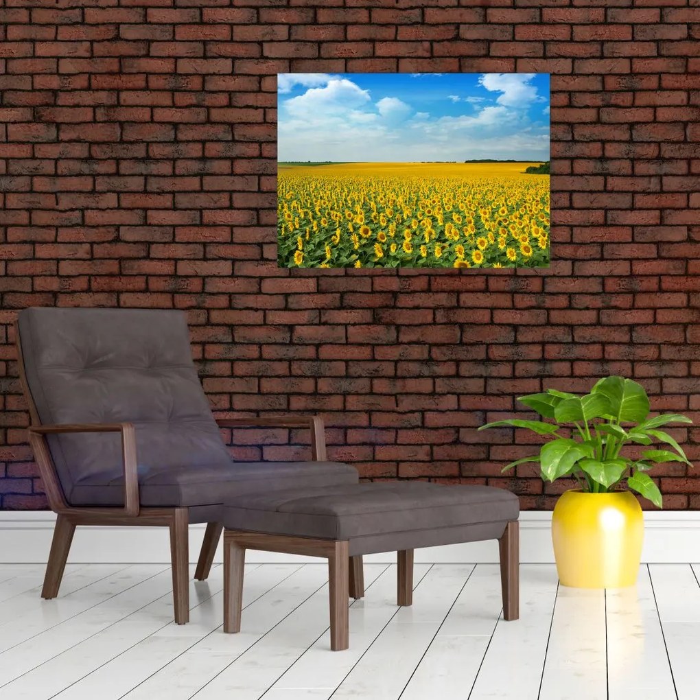 Tablou pe sticlă - câmp cu floarea soarelui (70x50 cm)